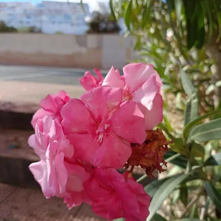 Miramar * Torrevieja